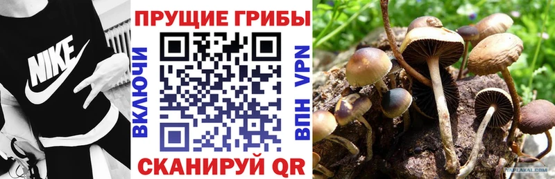 закладки  Липки  Галлюциногенные грибы Cubensis 